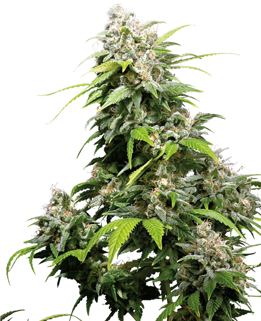 California Indica Feminisiert Sensi Seeds