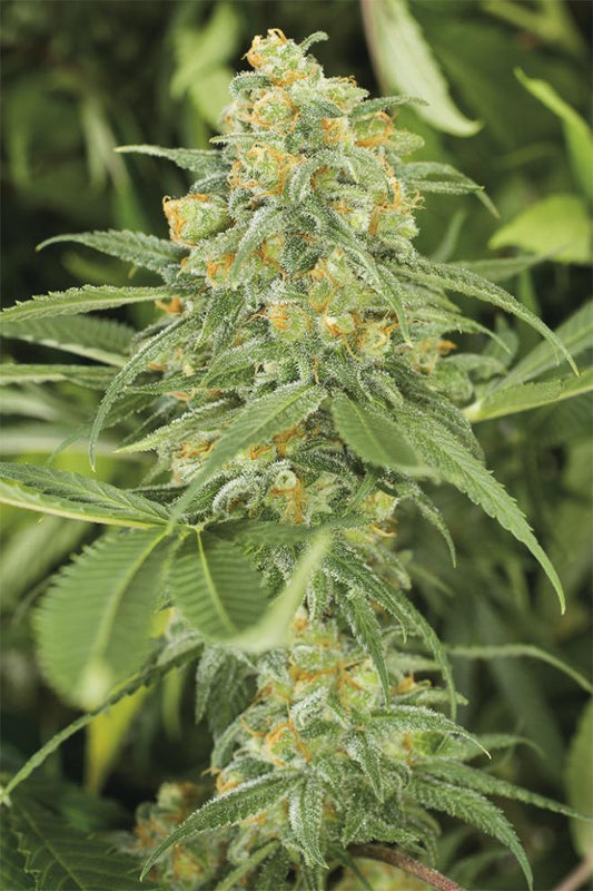 Green Crack 2.0 Feminisiert Humboldt Seed Organisation