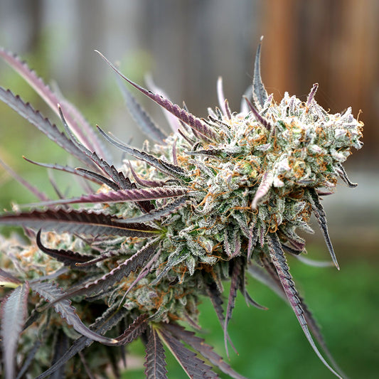Fast Flowering Ice Cream Cake Feminisiert Humboldt Seed Organisation