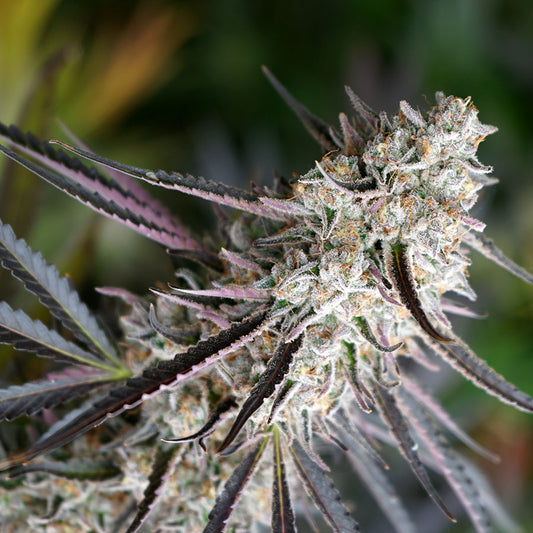 Fast Flowering Peanut Butter Breath Feminisiert Humboldt Seed Organisation