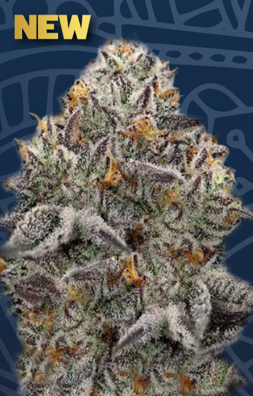 Oreoz Feminisiert Super Strains