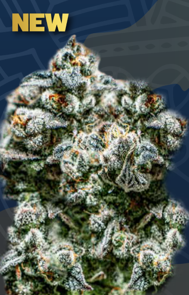 Auto Runtz (Feminisiert) Super Strains