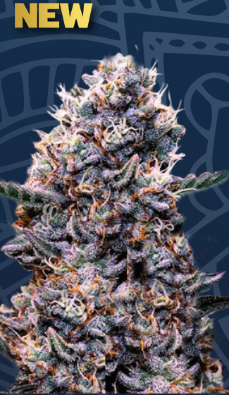 Auto Do-Si-Dos (Feminisiert) Super Strains