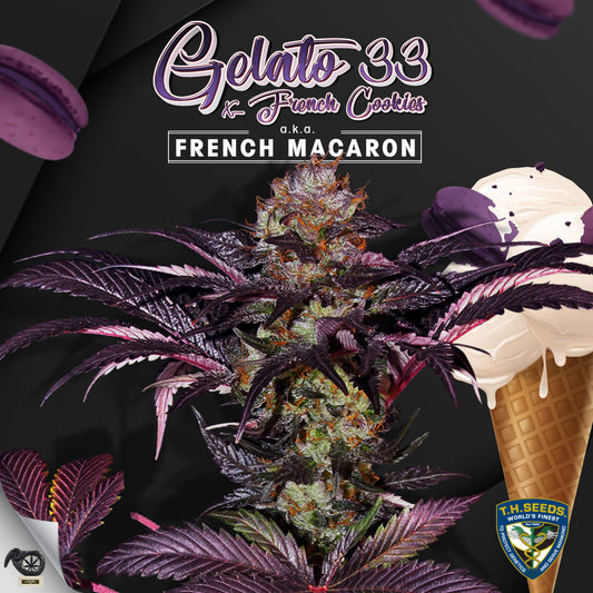French Macaron Feminisiert T.H.Seeds™