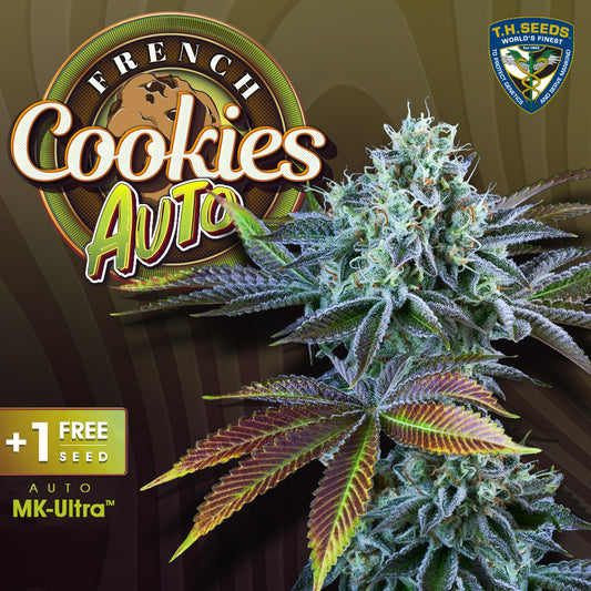 Auto French Cookies (Feminisiert) T.H.Seeds™