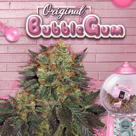 Bubblegum Feminisiert T.H.Seeds™
