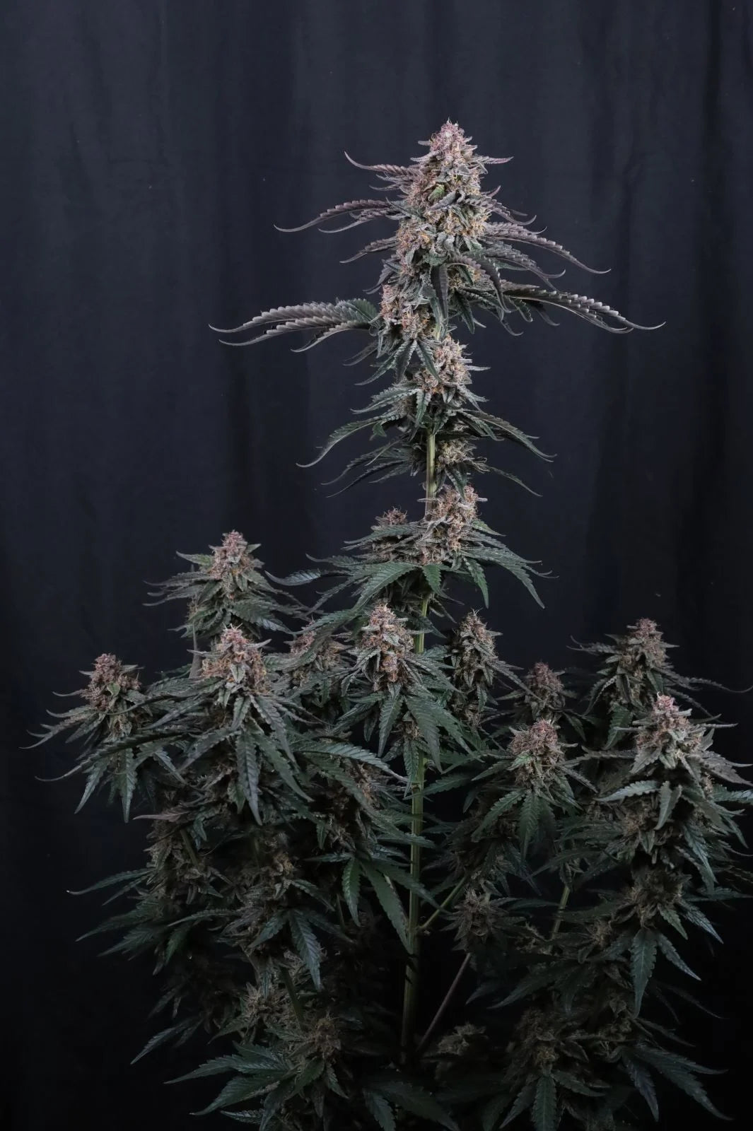 Auto Mendo Cherry Cookies™ (Feminisiert) Fast Buds