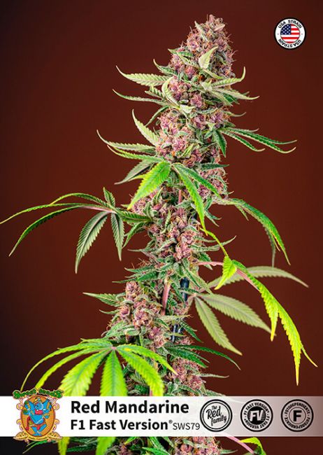 Red Mandarine F1 Fast Version® Feminisiert Sweet Seeds