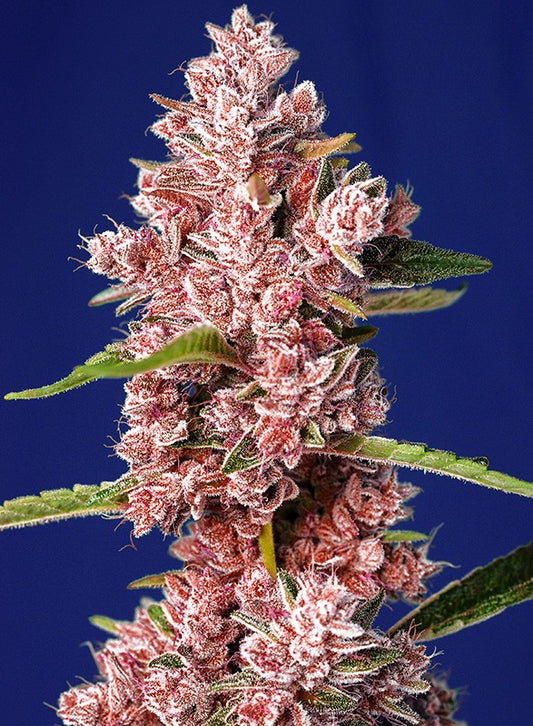 Tropicanna Poison F1 Fast Version® Feminisiert Sweet Seeds