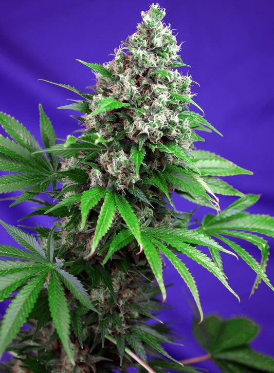 Killer Kush F1 Fast Version® Feminisiert Sweet Seeds