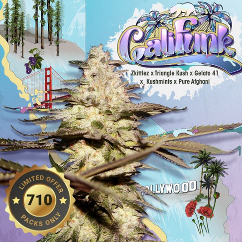 Cali Funk Limited 710 Drop Feminisiert T.H.Seeds™