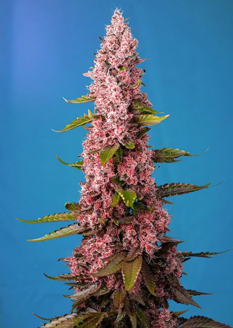 Red Hot Cookies® Feminisiert Sweet Seeds