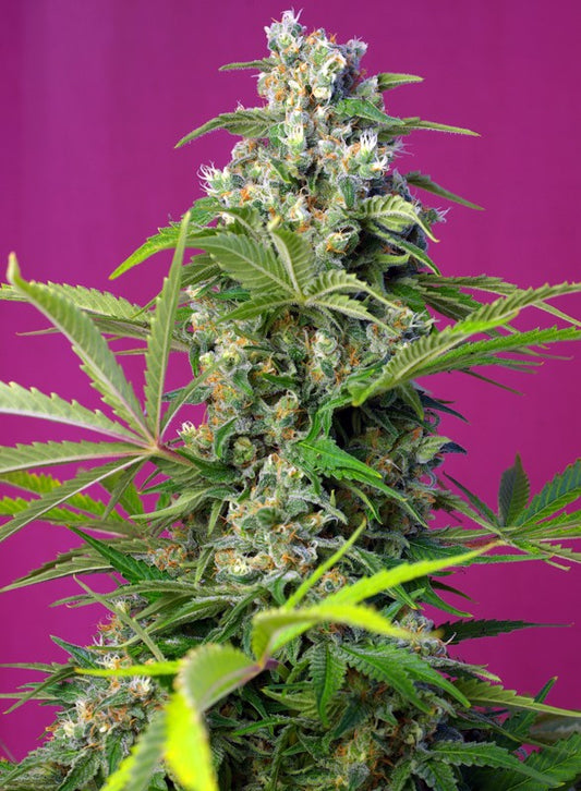Gorilla Girl® Feminisiert Sweet Seeds