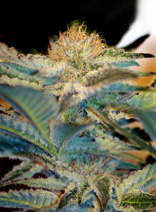 Mohan Ram® Feminisiert Sweet Seeds