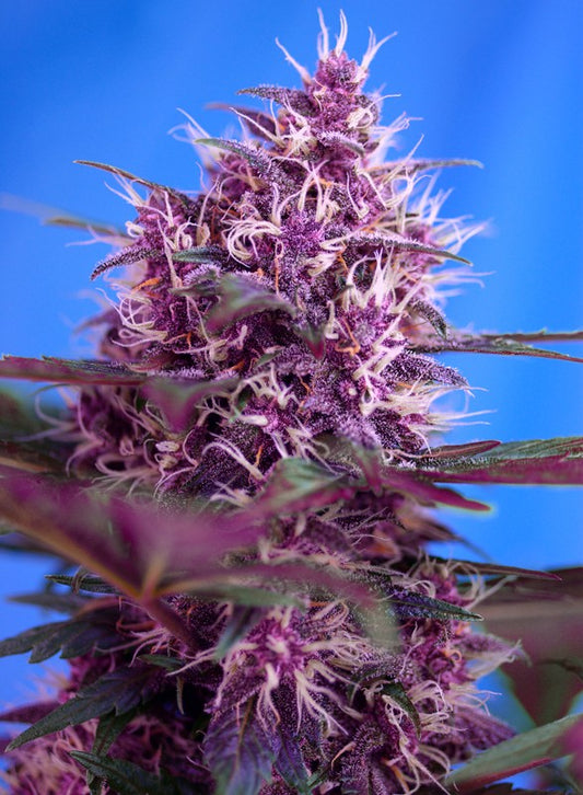Auto Red Poisen® (Feminisiert) Sweet Seeds