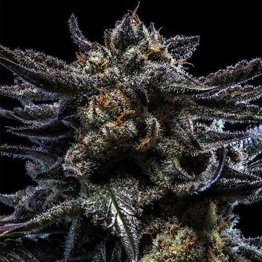 Auto Zombie Kush (Feminisiert) Ripper Seeds
