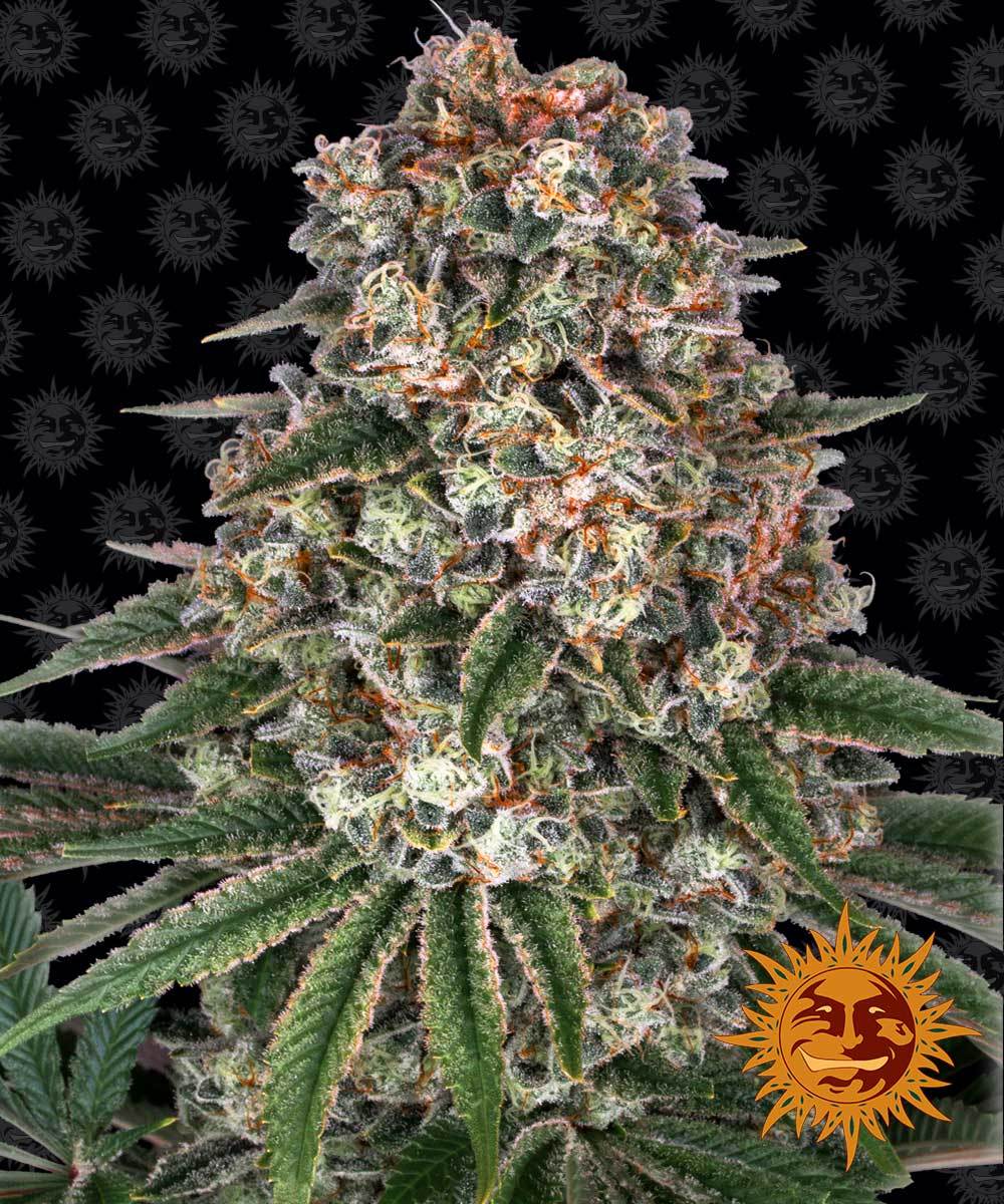 Tropicanna Banana Feminisiert Barney's Farm