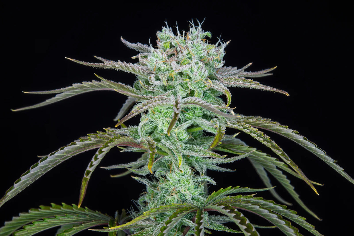 Auto Strawberry Banana (Feminisiert) Fast Buds