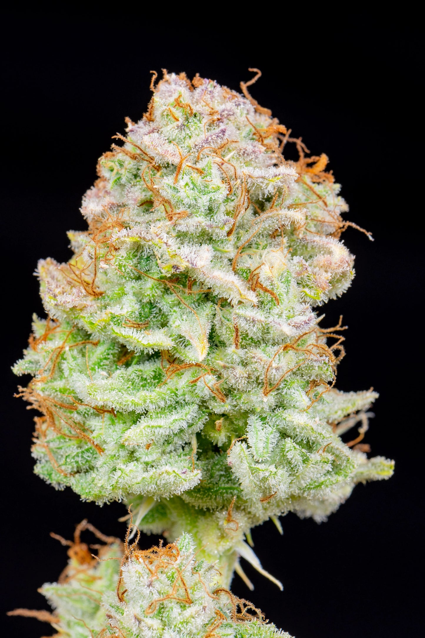 Auto Strawberry Banana (Feminisiert) Fast Buds