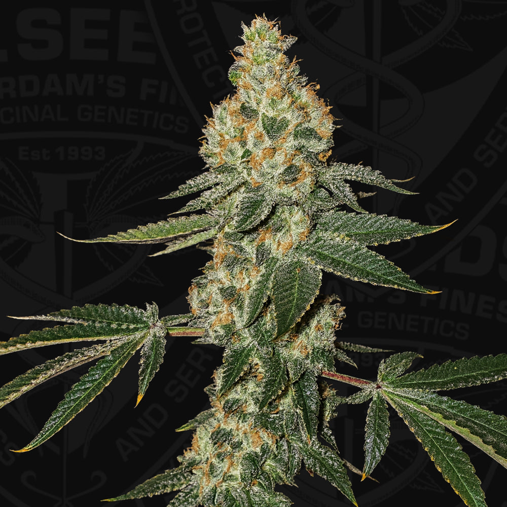 Green Candy Apple by T.H.Seeds®