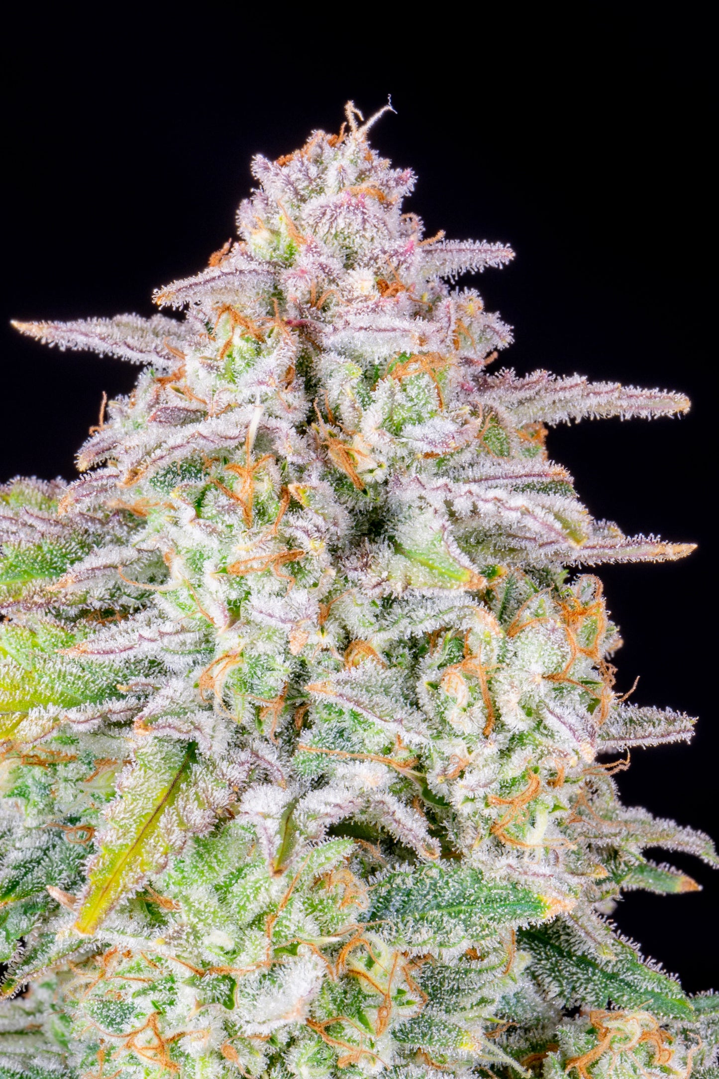 Auto Forbidden Runtz (Feminisiert) Fast Buds