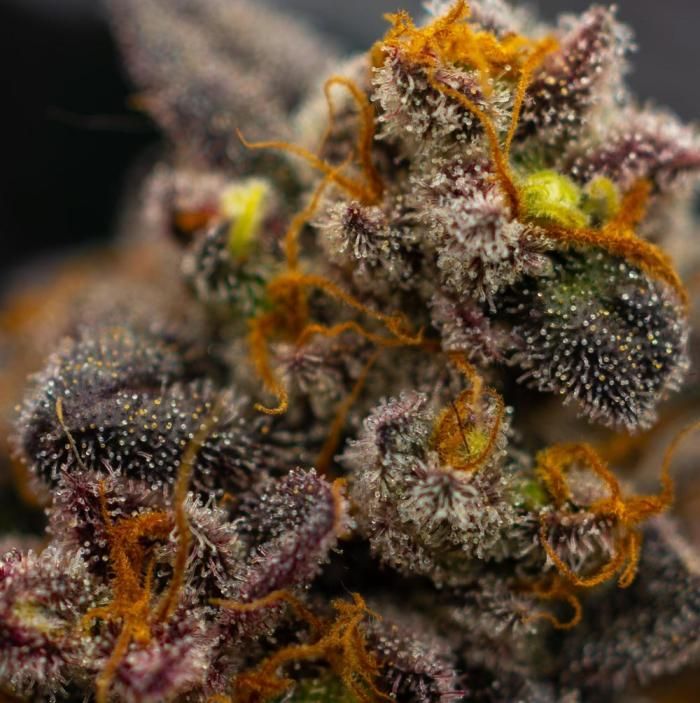 Papayton™ a.k.a. Papaya Gary Payton Feminisiert Fast Buds