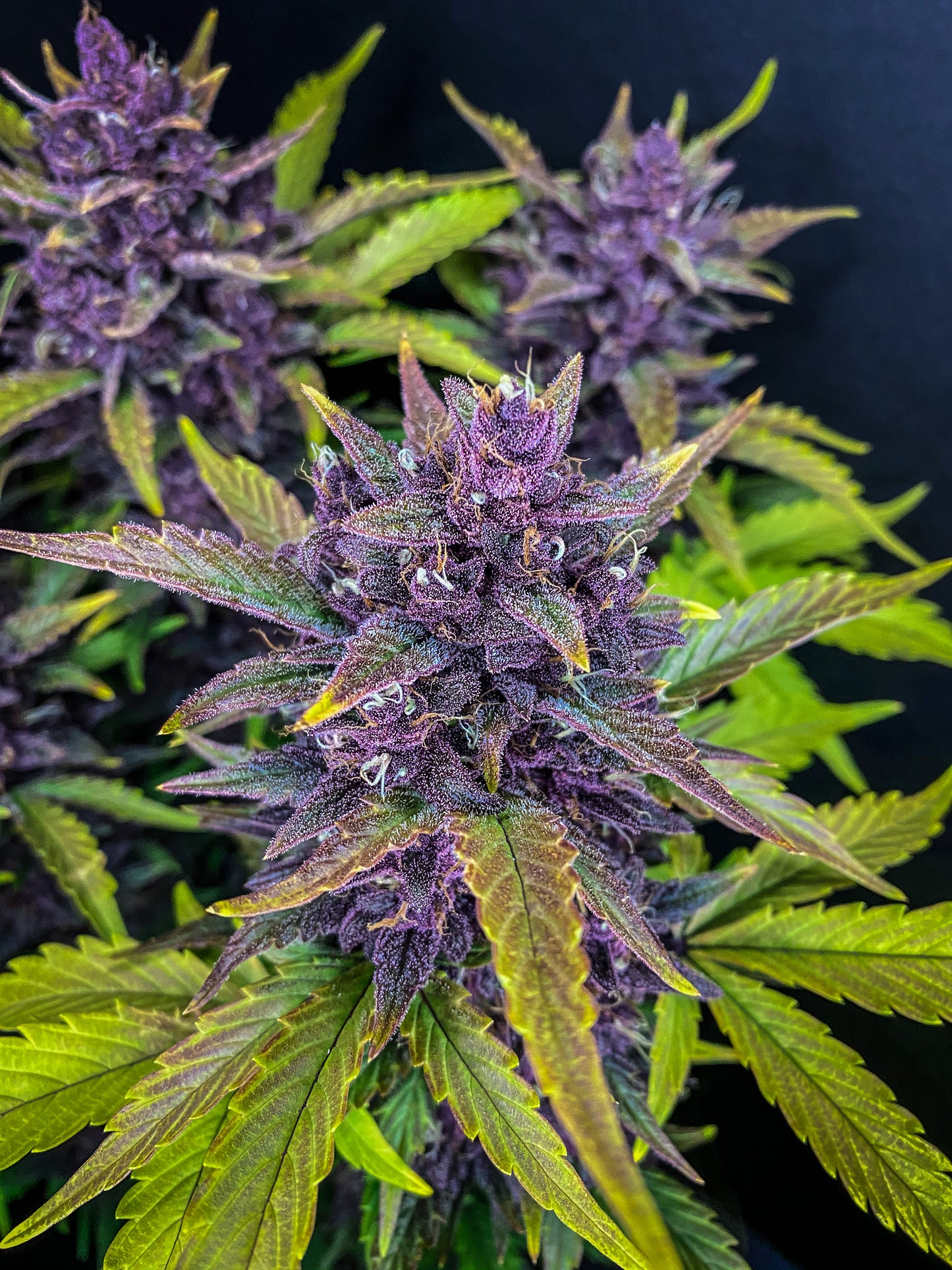 Auto Blackberry (Feminisiert) Fast Buds