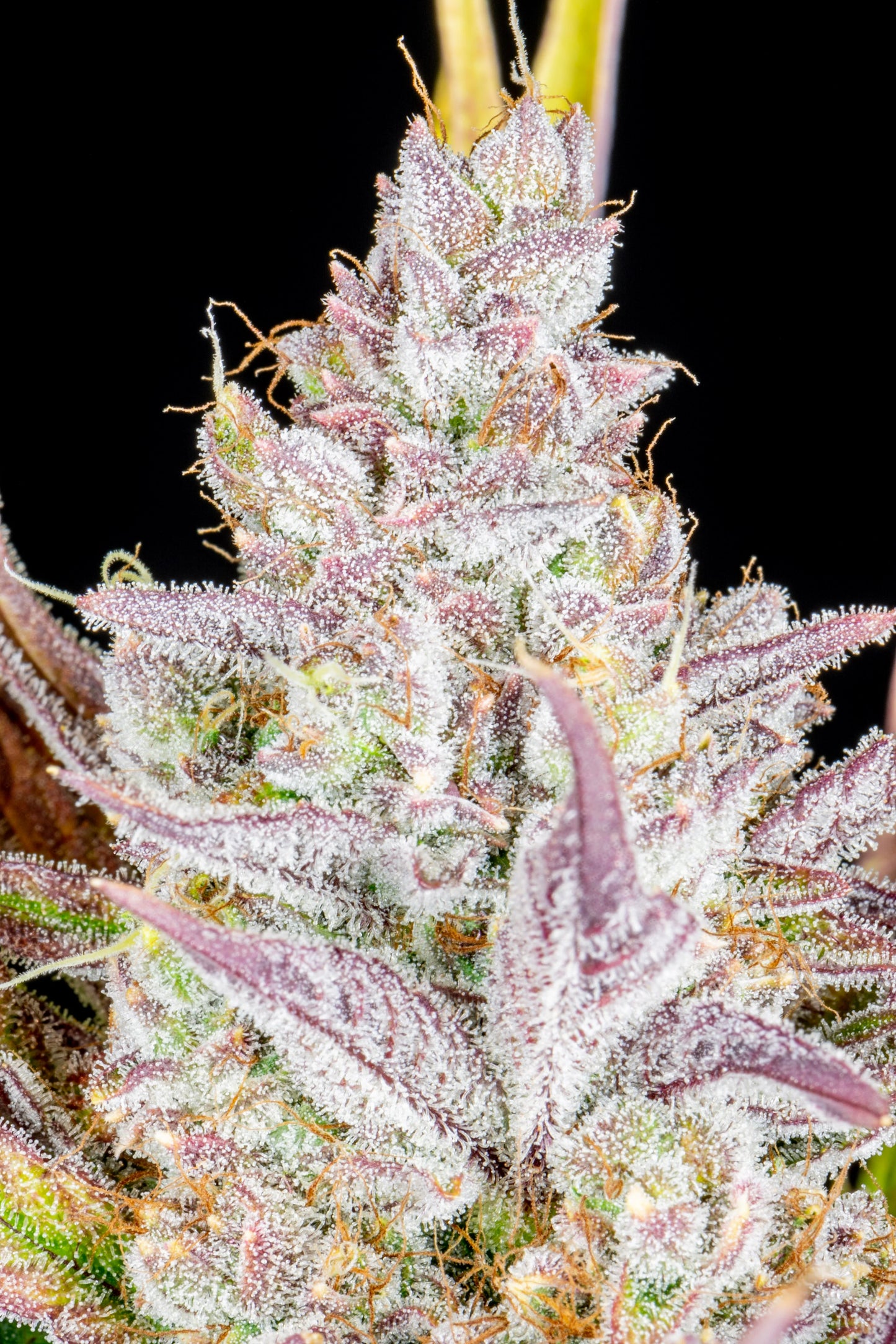 Auto Wedding Glue (Feminisiert) Fast Buds