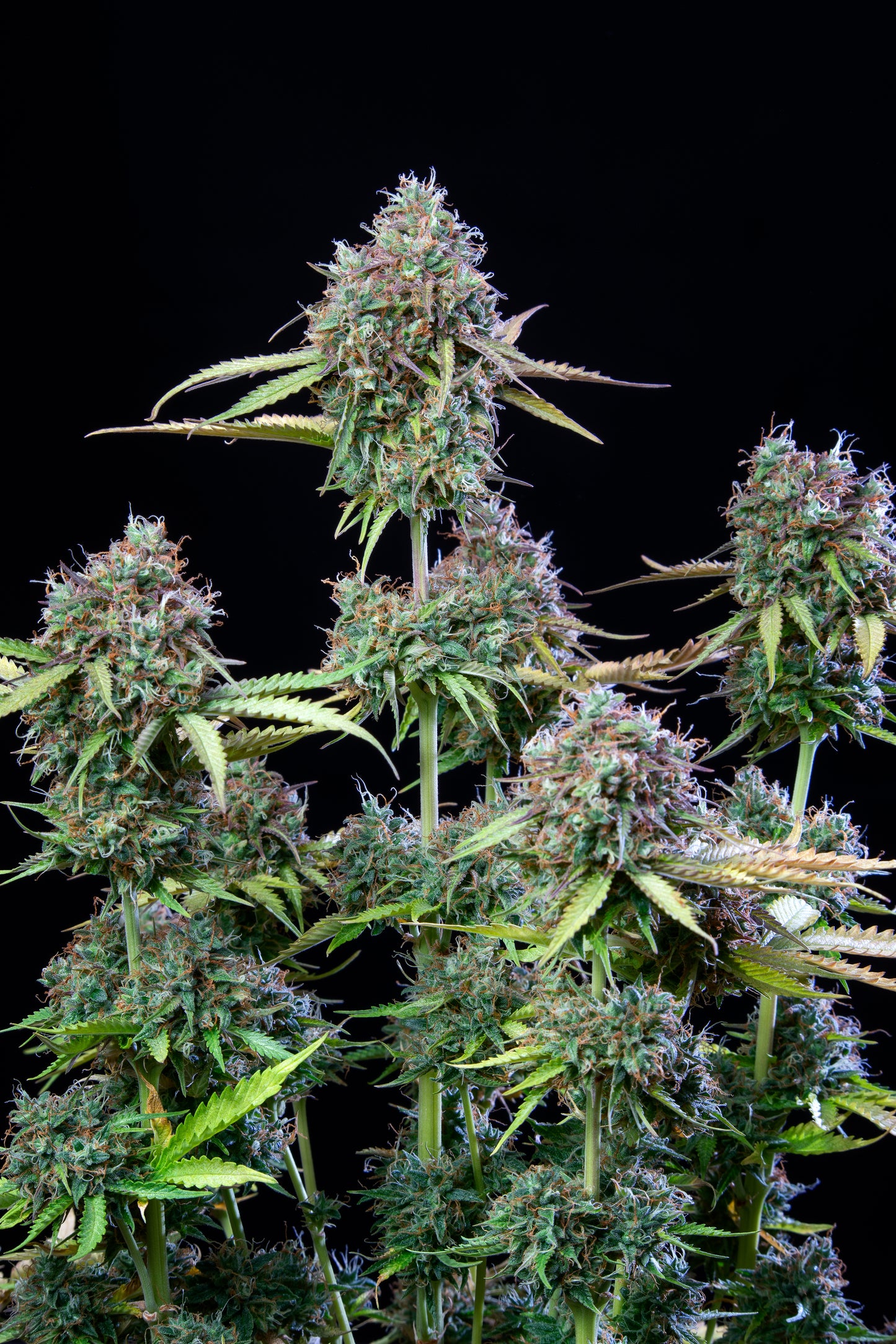 Auto Original Trainwreck (Feminisiert) Fast Buds