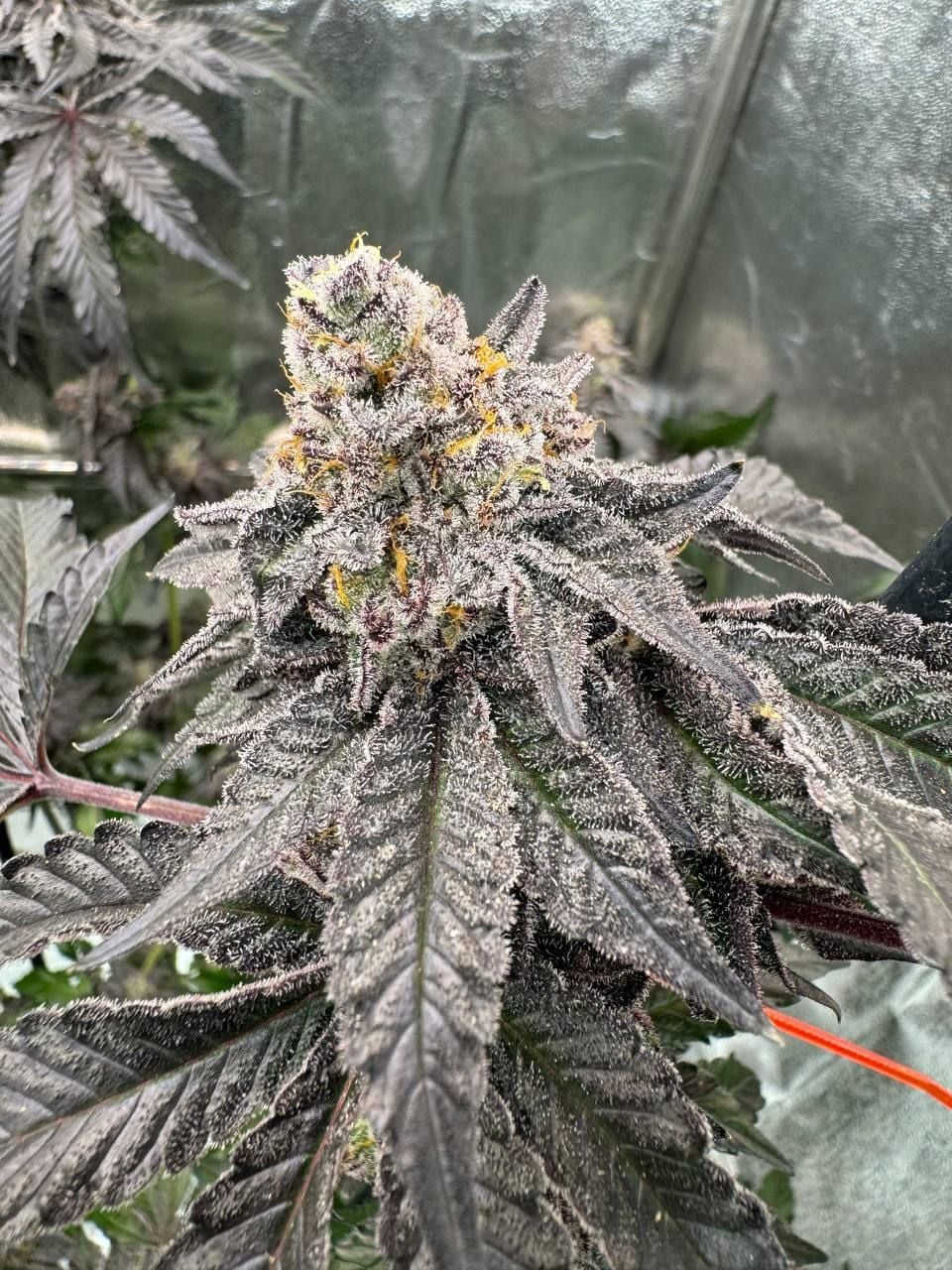 Gary Sherbet™ Feminisiert Fast Buds