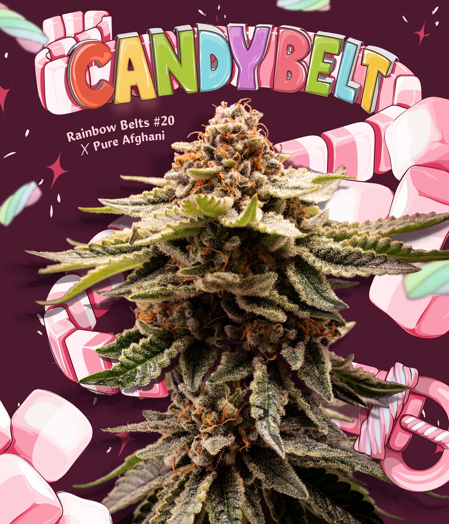 Candy Belt Limited 420 Drop Feminisiert T.H.Seeds™