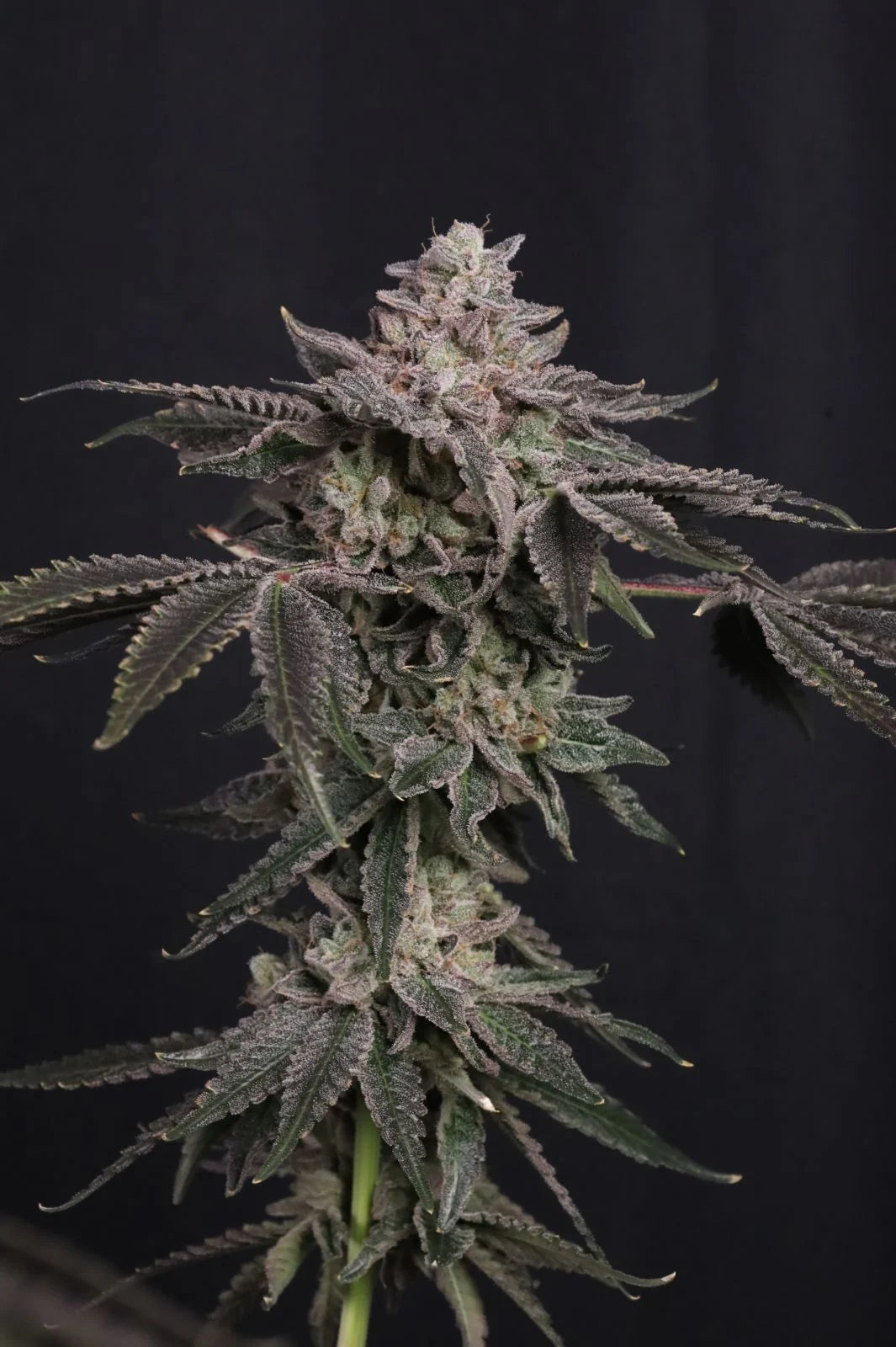 Z42™ Feminisiert Fast Buds