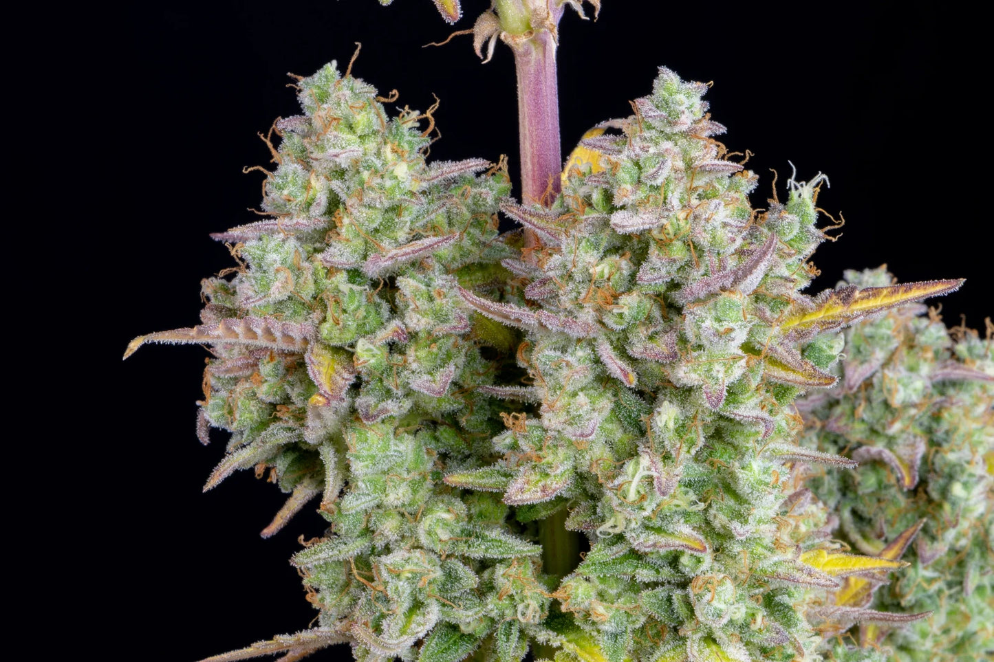 Auto Wedding Cheesecake (Feminisiert) Fast Buds