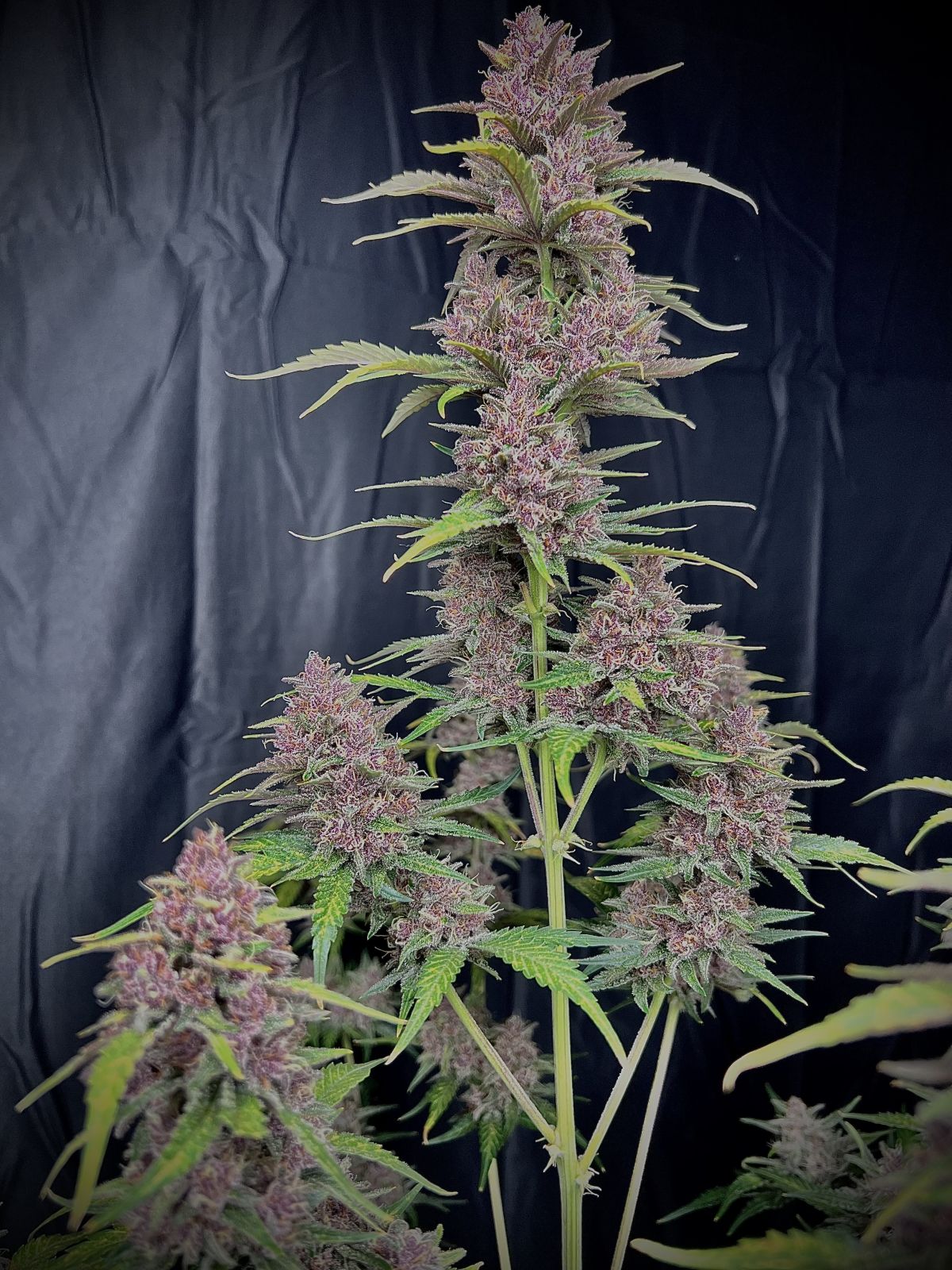 Auto Banana Purple Punch (Feminisiert) Fast Buds