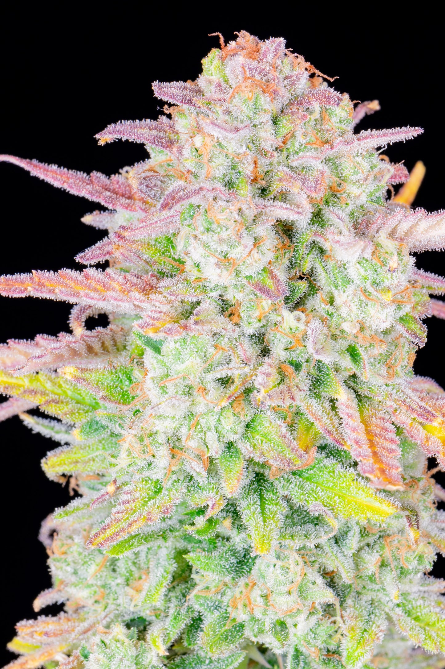 Auto Original Trainwreck (Feminisiert) Fast Buds