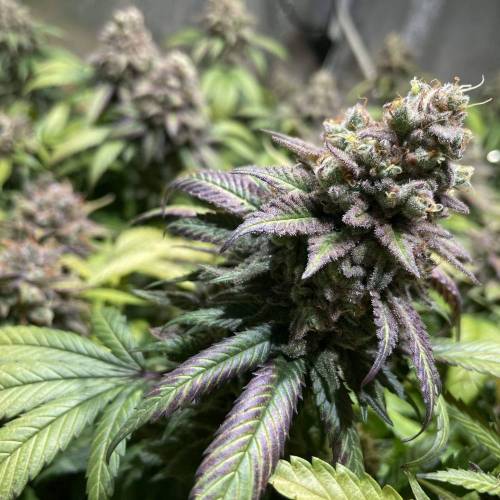 Auto Godfather OG (Feminisiert) Bubbatz Seeds