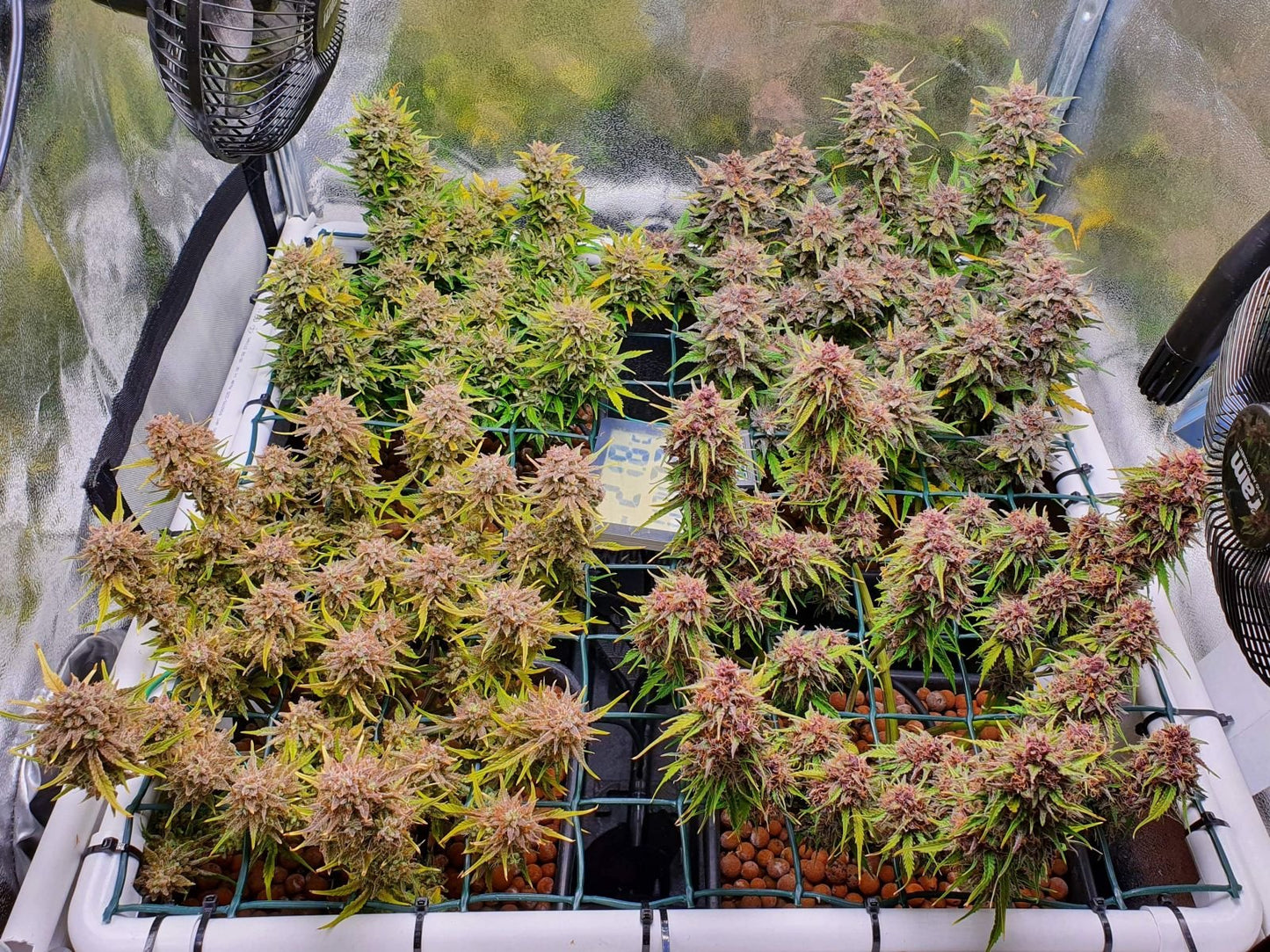 Auto Mix Pack (Feminisiert) Fast Buds