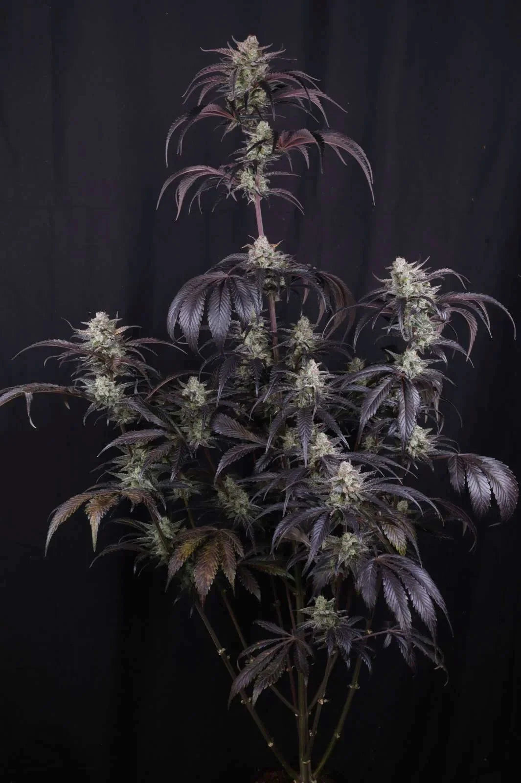 Auto Strawberry Gorilla RF3™ (Feminisiert) Fast Buds
