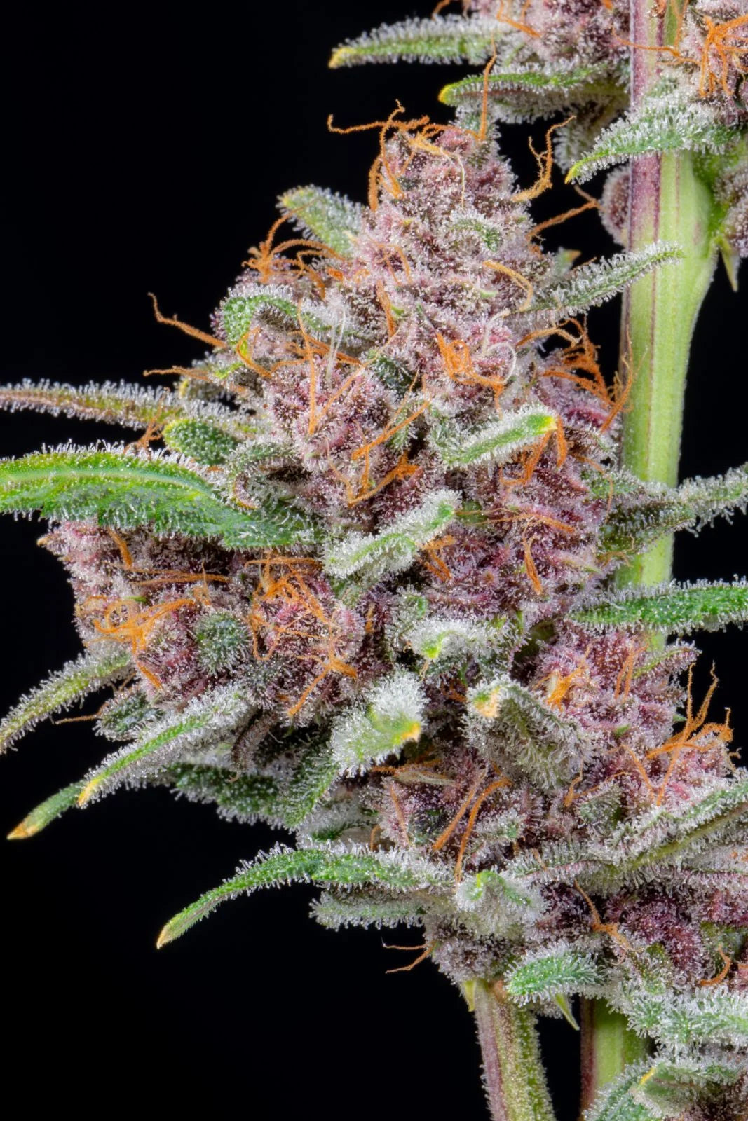 Auto Gorilla Punch (Feminisiert) Fast Buds