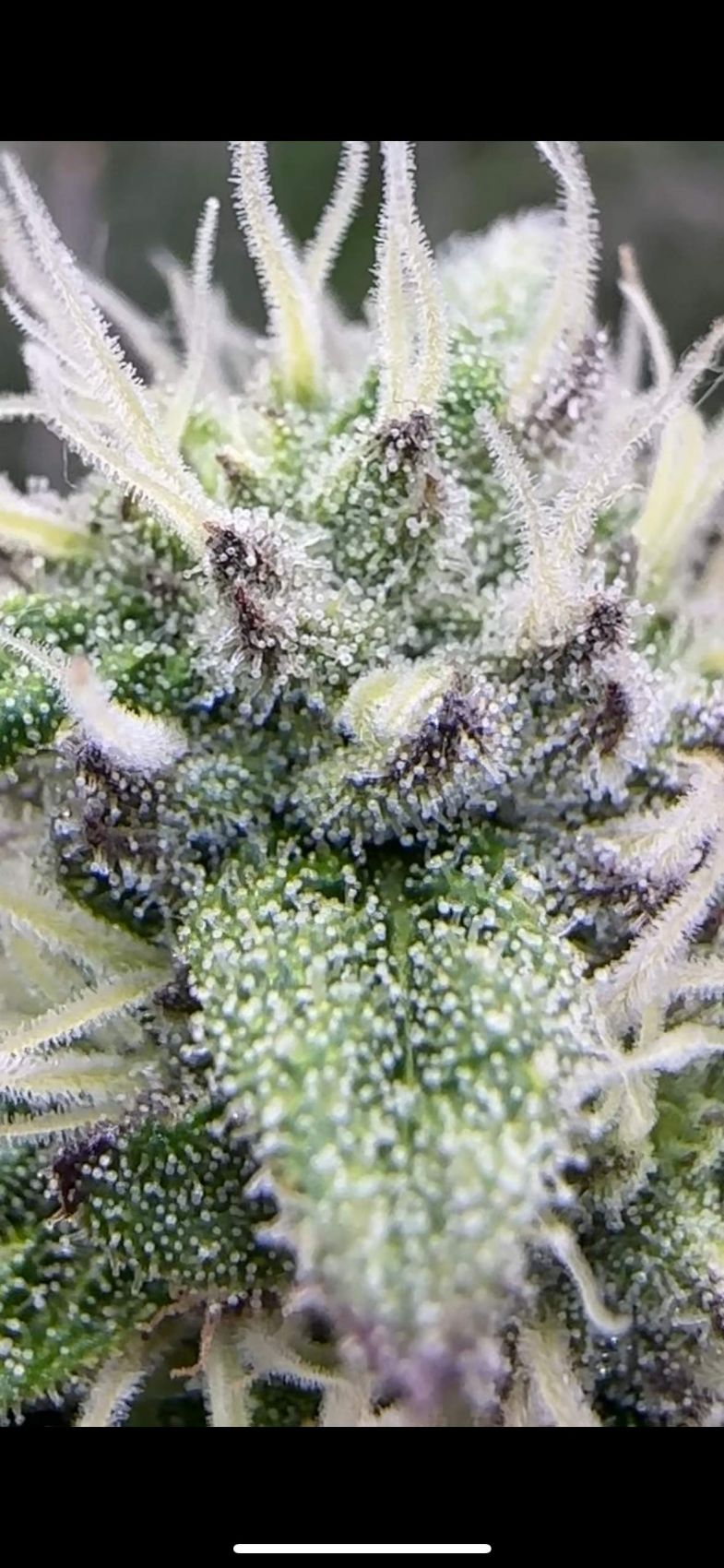 White Truffle Feminisiert Bubbatz Seeds