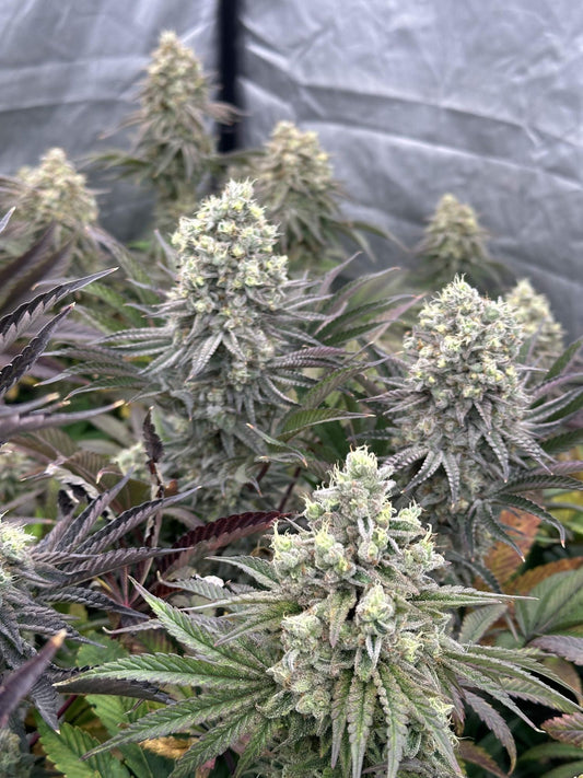 White Truffle Feminisiert Bubbatz Seeds