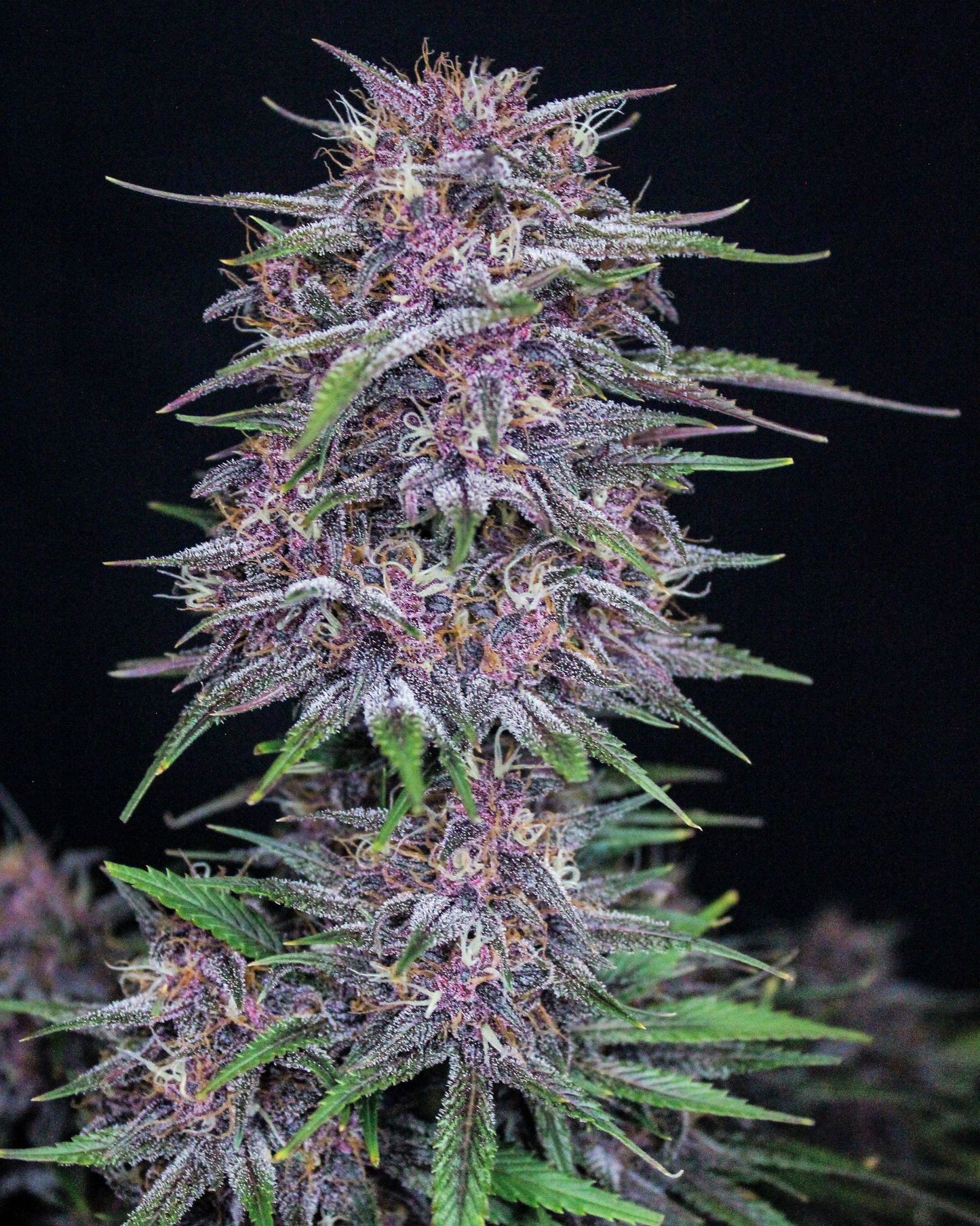 Auto Banana Purple Punch (Feminisiert) Fast Buds