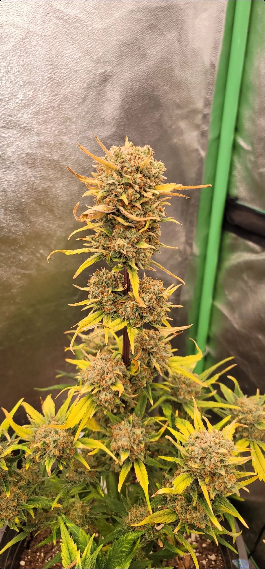 Auto Amnesia Zkittlez (Feminisiert) Fast Buds