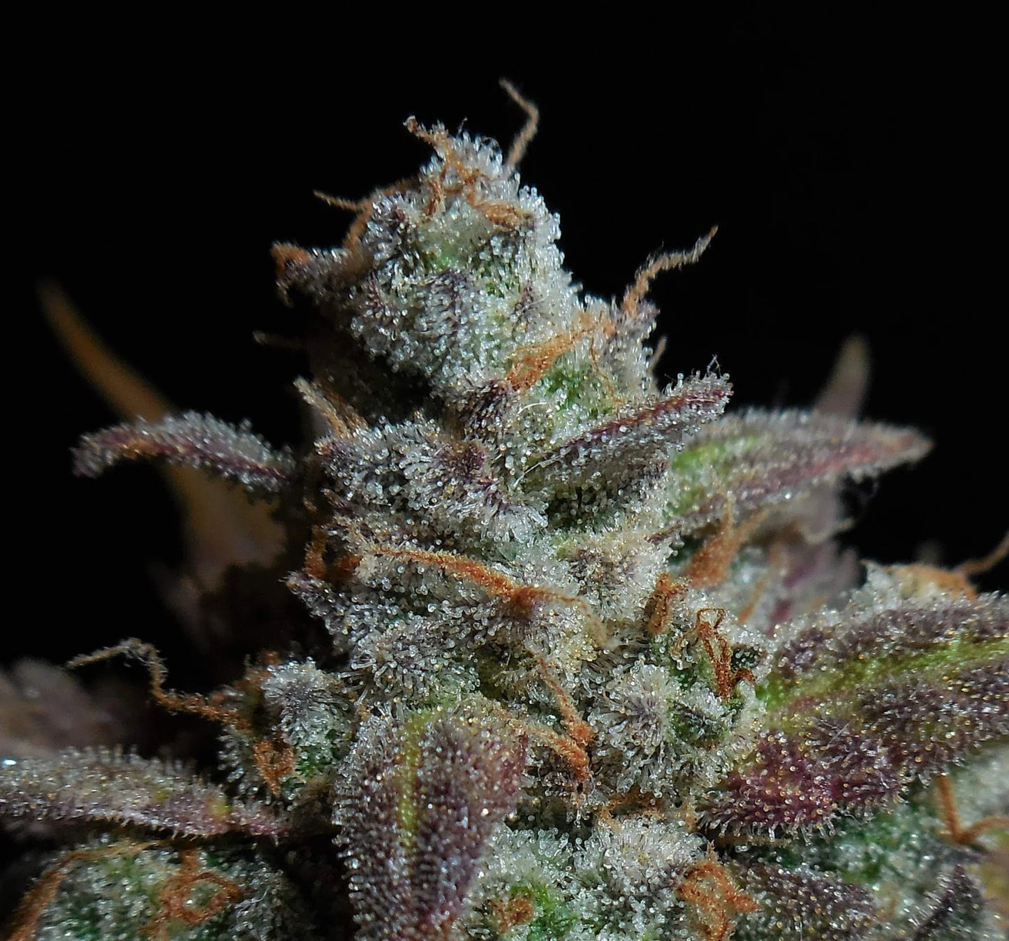 Auto Lemon AK (Feminisiert) Fast Buds