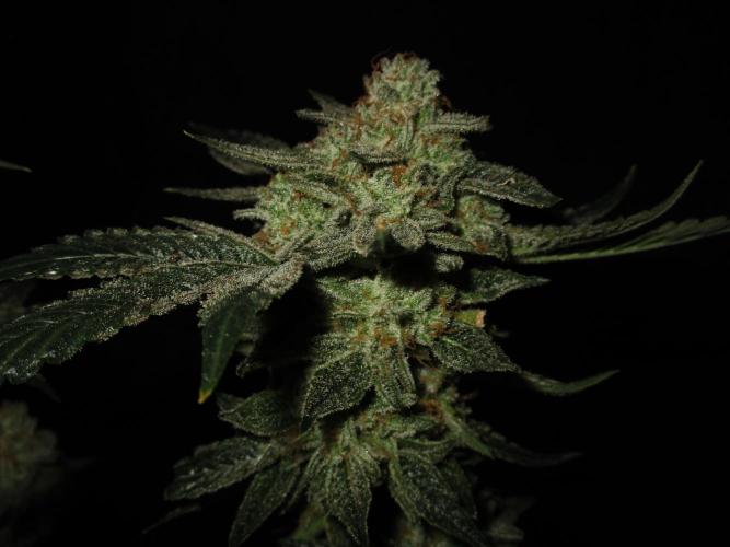 Blue Zushi Feminisiert Bubbatz Seeds