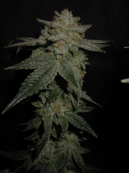 Blue Zushi Feminisiert Bubbatz Seeds