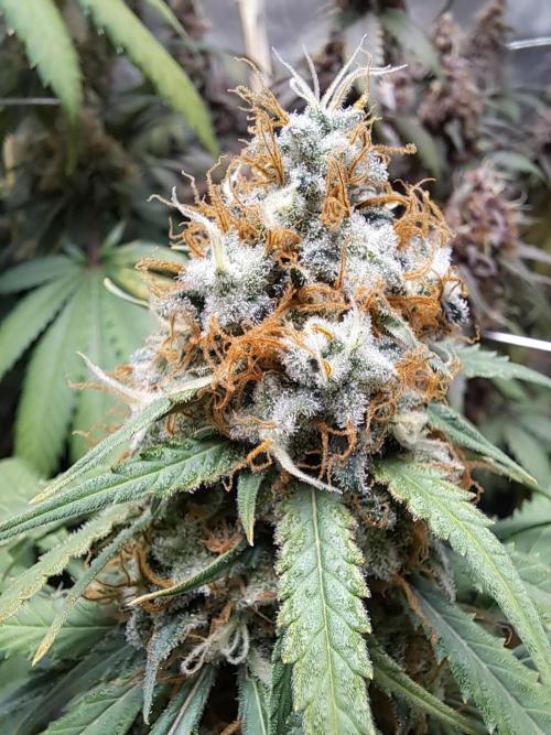 Ripper Haze Feminisiert Ripper Seeds