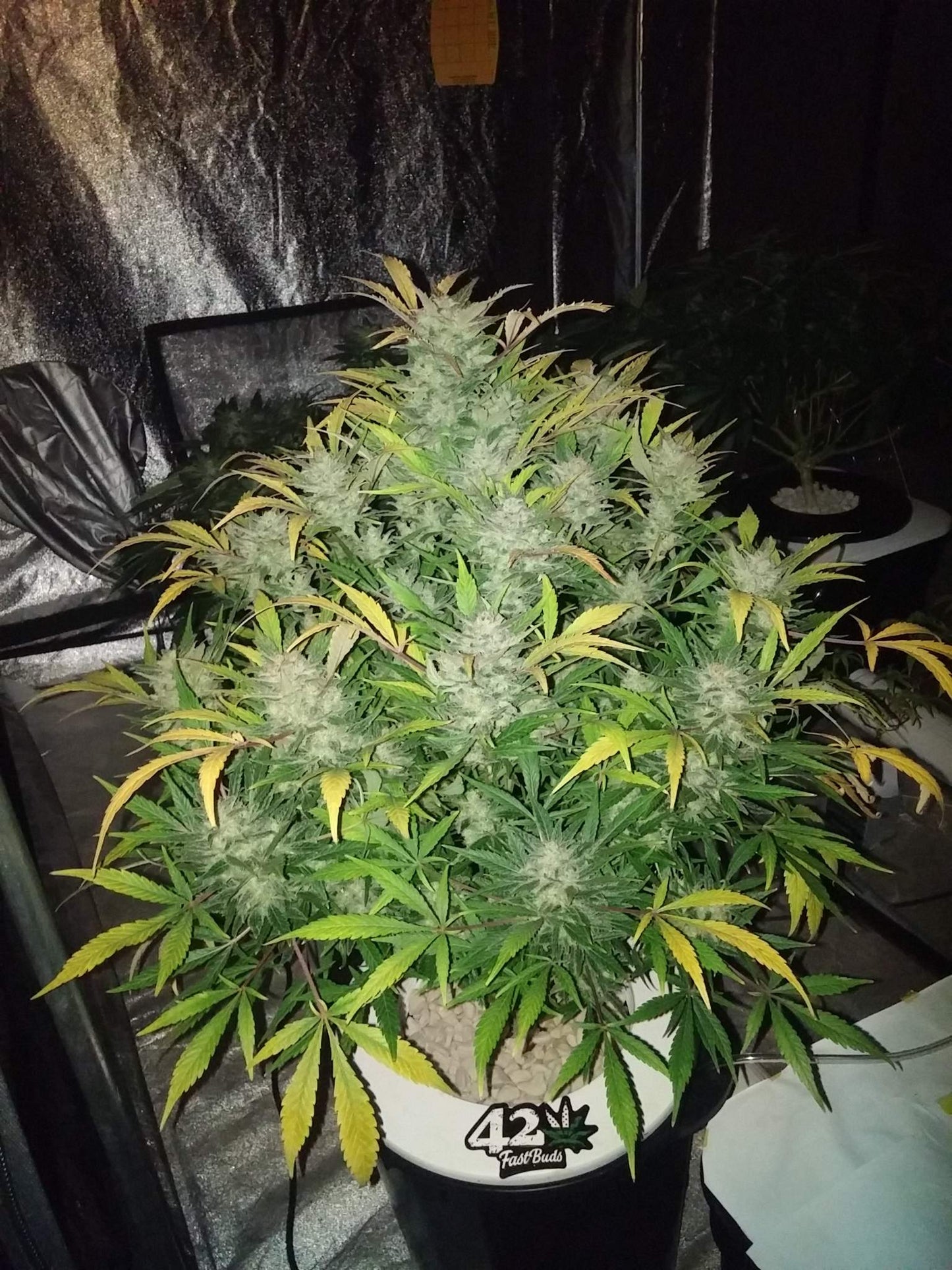 Auto Original White Widow (Feminisiert) Fast Buds