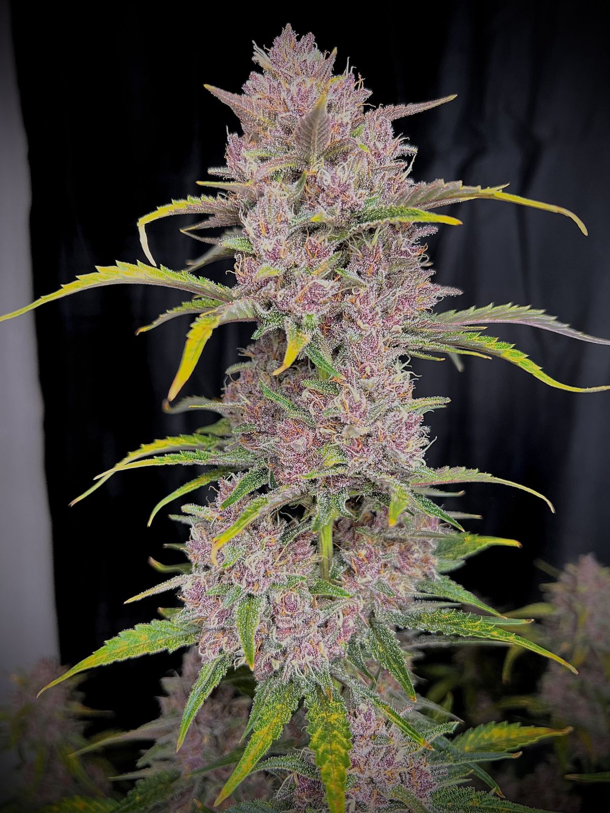 Auto Banana Purple Punch (Feminisiert) Fast Buds