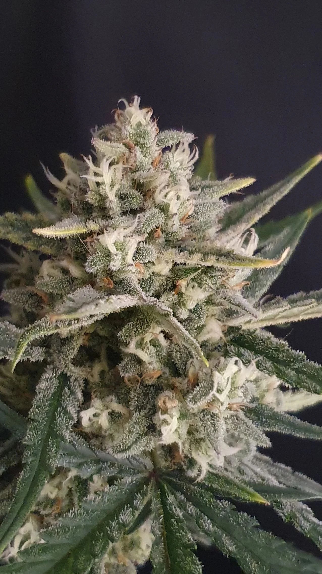 Auto Amnesia Zkittlez (Feminisiert) Fast Buds